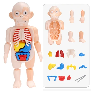 Copilul Montessori Puzzle 3D de Anatomie a Corpului Uman Model de Învățare de Învățământ de Orgă de Jucărie Asamblate Organ Instrument de Predare Pentru Copii